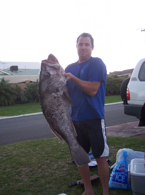 20 Kg Dhufish 20 Kg Dhufish