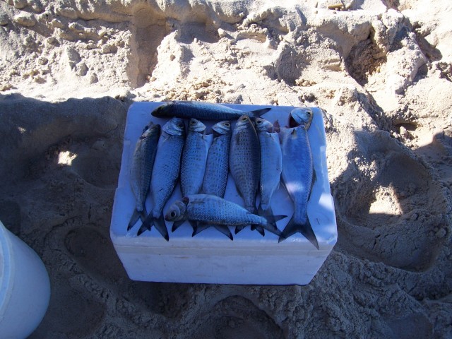 flat rock/12/11/06 /a feed on the camp fire flat rock/12/11/06 /a feed on the camp fire