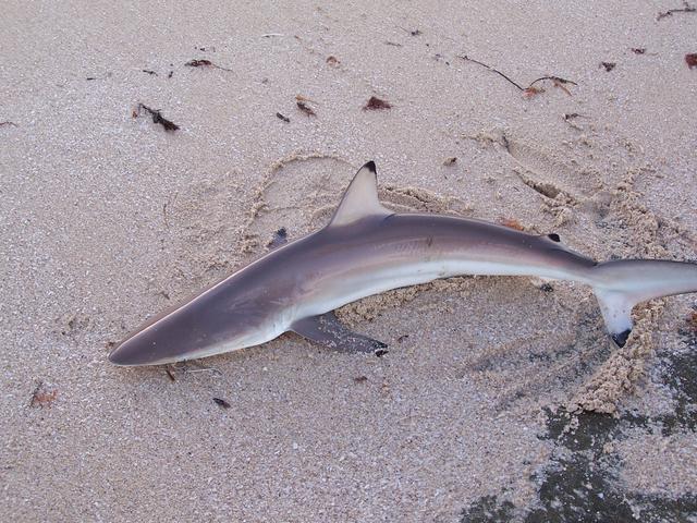 Flat rock 17/3/07 Flat rock 17/3/07