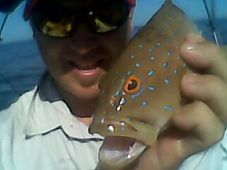 Baby Coral Trout 