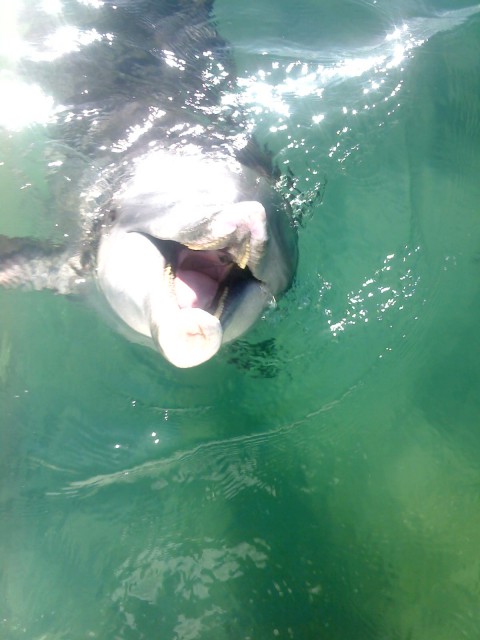 dolphins way to friendly dolphins way to friendly