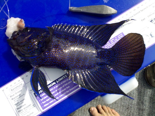 western blue devil fish i think 