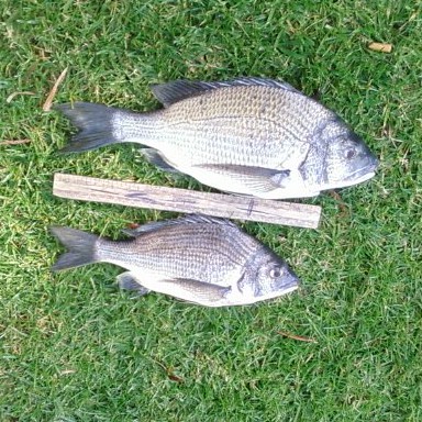 Brads Bream Brads Bream