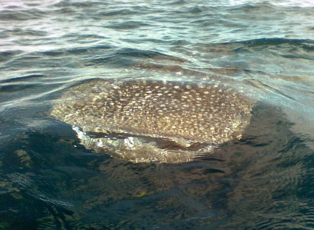 Today's whaleshark Today's whaleshark