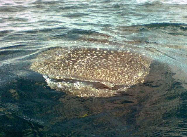 Today's whaleshark