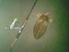 My first cuttlefish