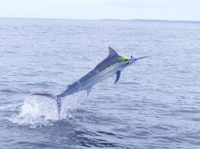 Marlin in action
