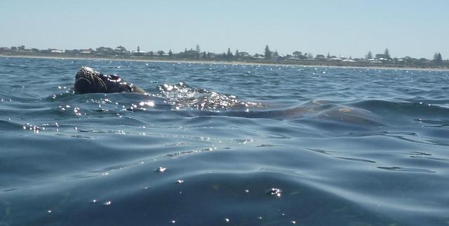 sealions sealions
