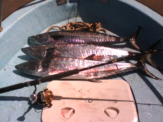 shombys pics shombys pics