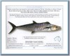 Spanish Mackerel Info