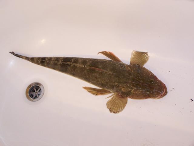 QLD Noosa River flathead