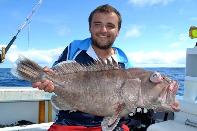 first greyband first greyband