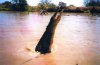 jumping croc jumping croc