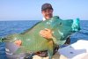 J Deva Vu's Maori Wrasse