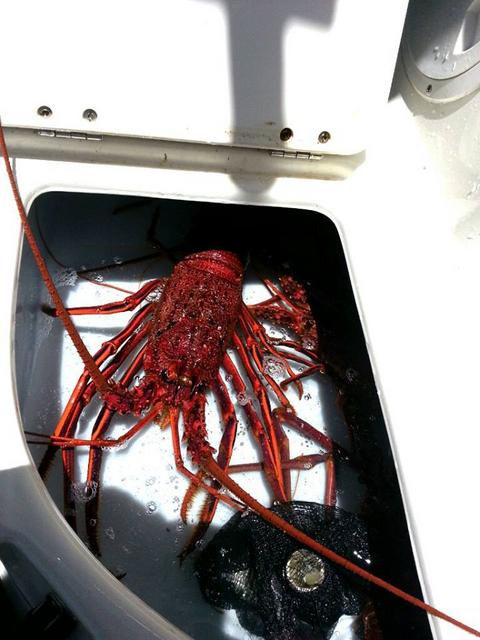 Live cray tank Live cray tank