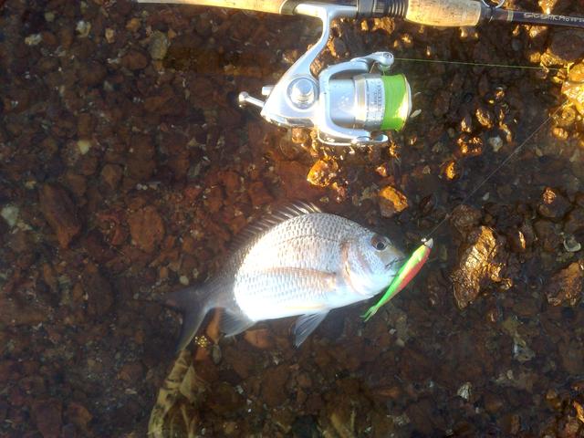 40 mile bream 40 mile bream