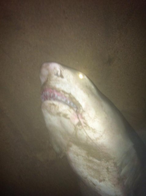 Lemon shark 2 Lemon shark 2