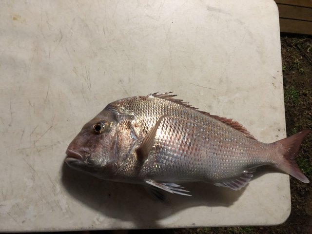 Snapper Snapper