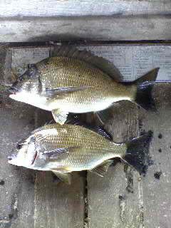 The difference between a 36cm and a 37cm bream