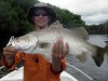 Cape York barra on snapback