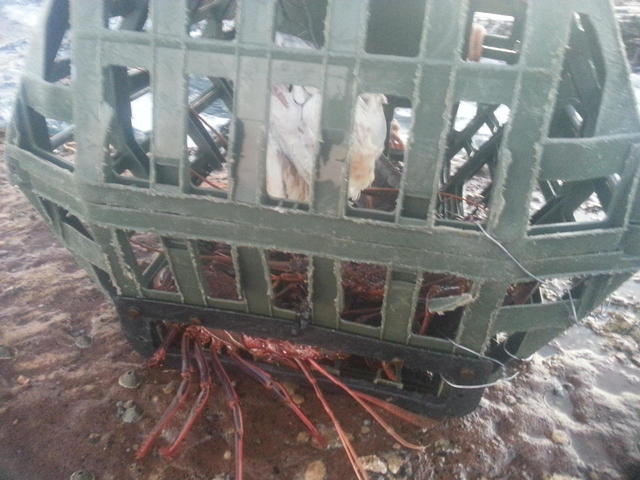 barri crays from the stones barri crays from the stones