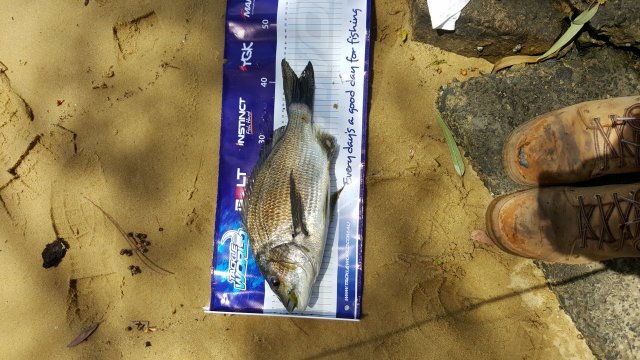 bream bream