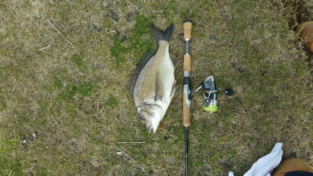 Bream 2 Bream 2