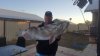 Shark Bay Cod