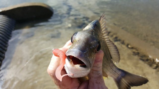 Goldcoast bream'n Goldcoast bream'n
