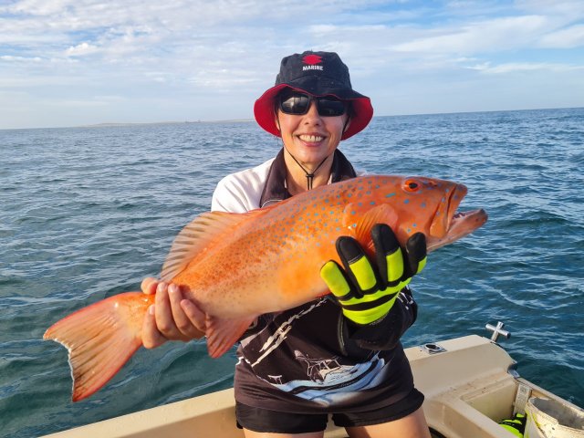 Nice coral trout Nice coral trout