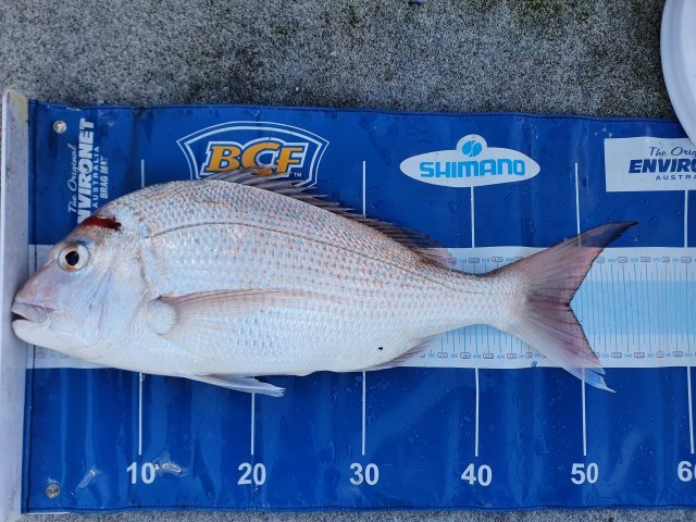 Inshore Pinky Inshore Pinky
