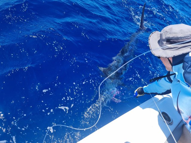 Blue Marlin PGFC Comp Blue Marlin PGFC Comp
