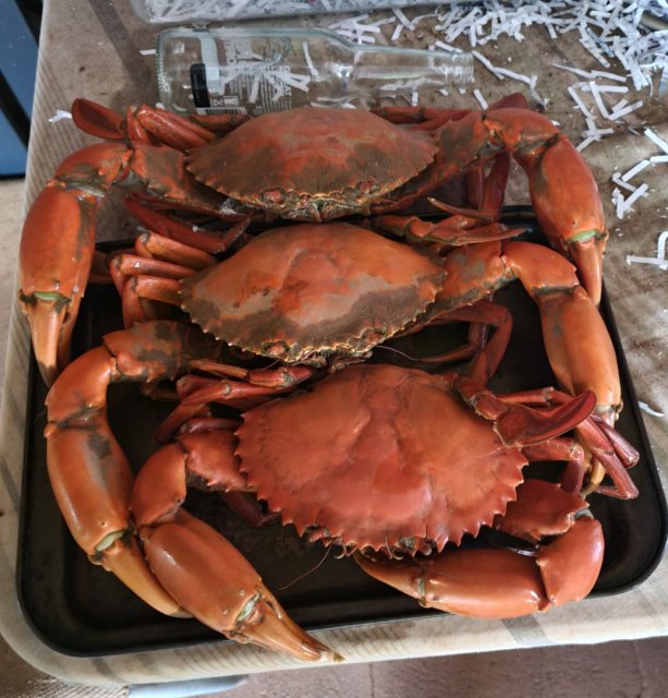 Weekend crabs