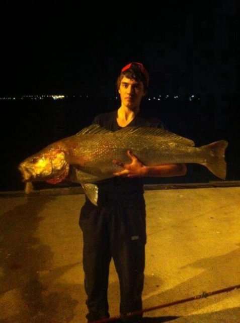 Mulloway off jetty..! 22kg