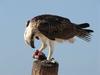 hungry sea eagle