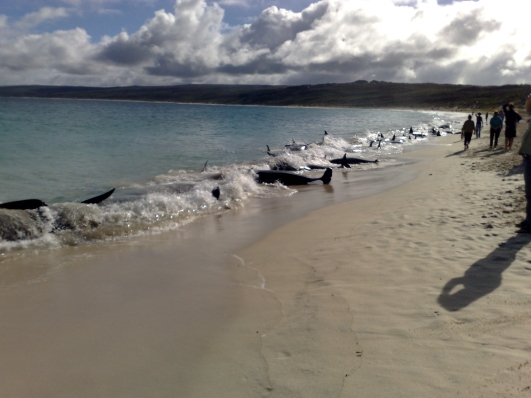 Whales stranded Hamlin Bay