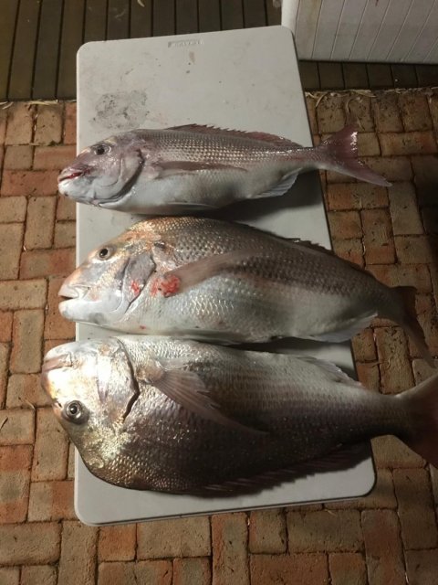 Snapper Snapper