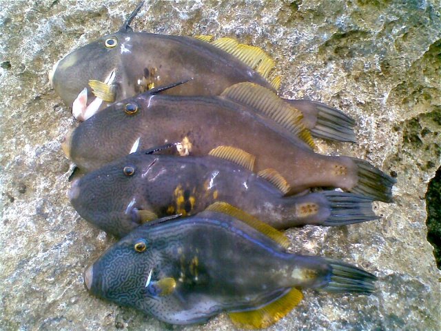 A nice day in Cockburn Sound