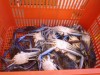 26 crabs
