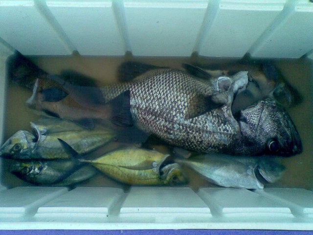 Saturdays fish. Saturdays fish.