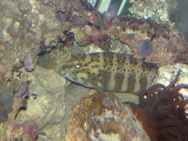 baby bar cheek baby bar cheek