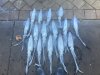 Squid ( hard work)