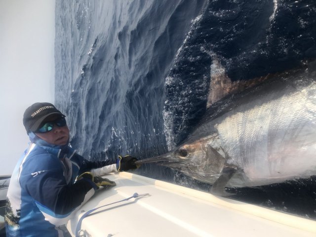 Black marlin 