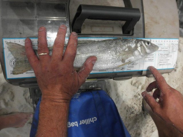 Nice Sand Whiting off beach north of Mindarie Nice Sand Whiting off beach north of Mindarie