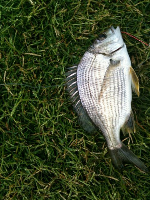 Canning River Bream