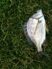 Canning River Bream