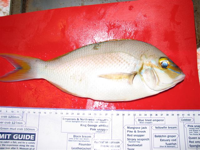 Help with identifying fish Help with identifying fish