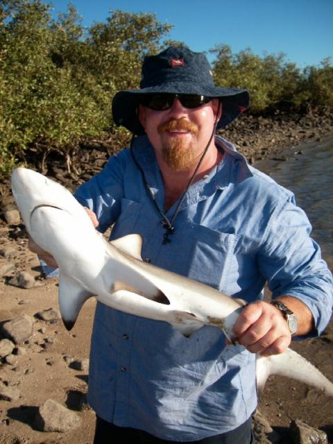 shark shark