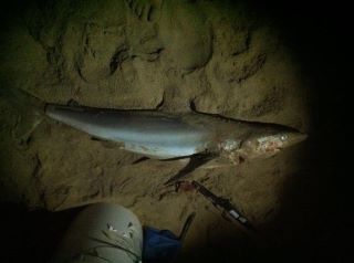 Saturday nights effort.