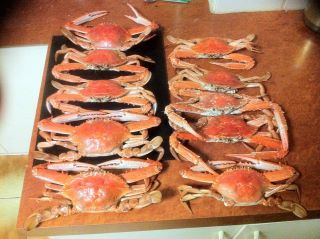 mandurah crabs